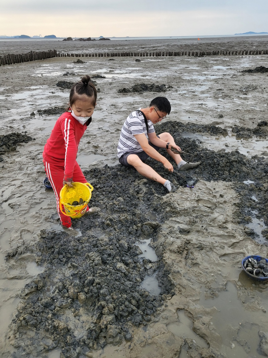 서천 갯벌체험, 모시조개 캐기 (서천송림갯벌체험장)