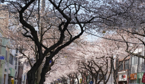 매화꽃이 유명한 여행지