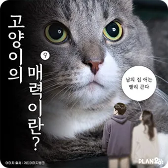 작은고양이 쪼꼬미 냥이 매력 탐구 귀여움 분석_21