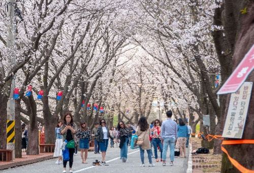 가평 벚꽃명소 에덴벚꽃길 벚꽃축제