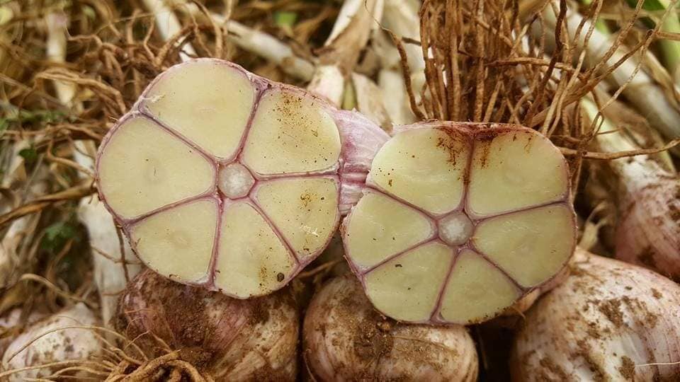 제 15회 서산6쪽마늘축제 기본일정과 프로그램 정리 나태주 한여름 한강 출연(feat문화누리카드 사용가능 및 방법 정리)