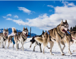 썰매 끄는 시베리안허스키
