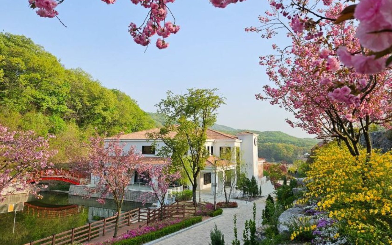 용인 자작나무숲 봄꽃축제