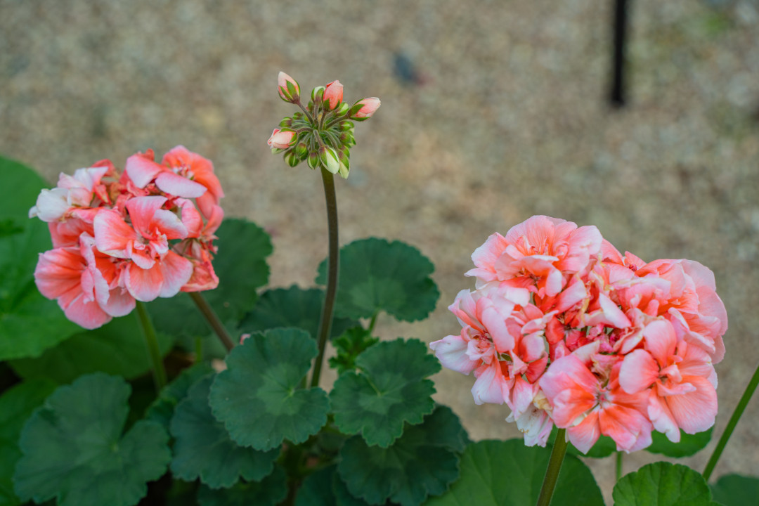 일월 수목원 꽃