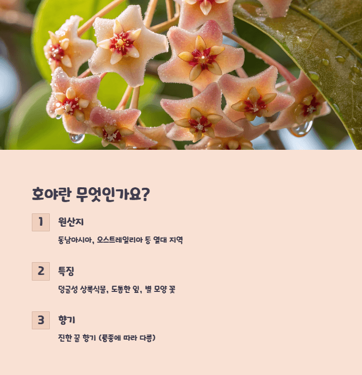 호야꽃