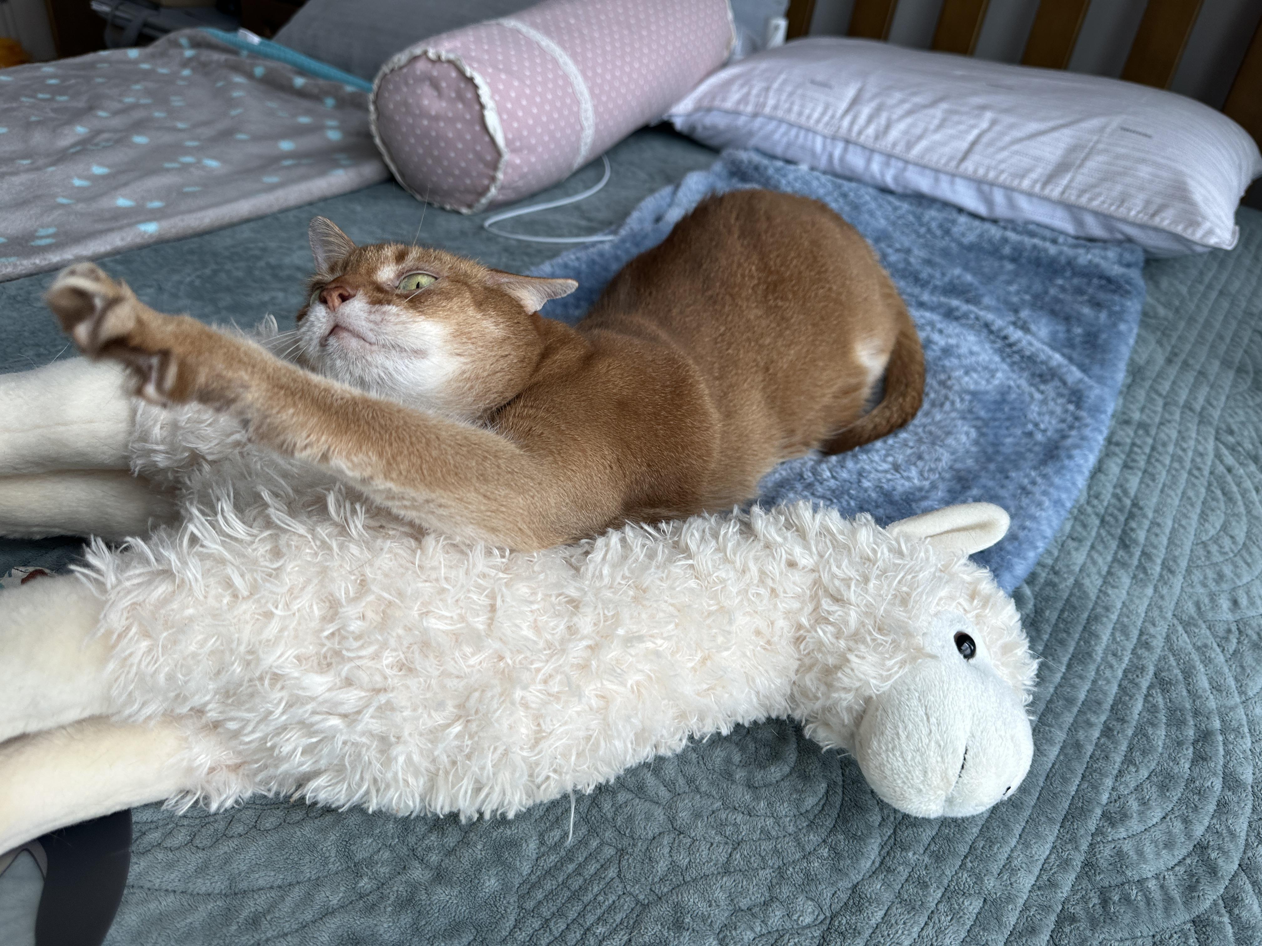 라마_인형_위에서_기지개_켜는_루나