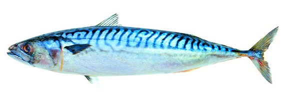 오메가-3 지방산