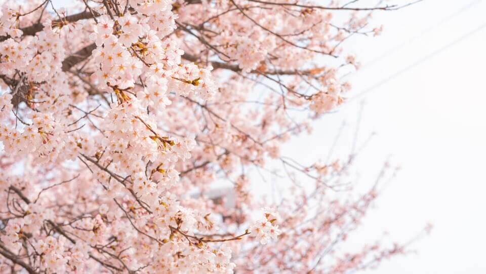 대구 이월드 벚꽃축제 블라썸 할인