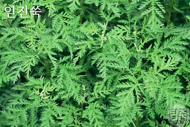 갱년기에 좋은 약초 인진쑥 부인병에 좋은 약초