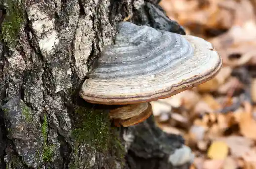 차가버섯 효능 및 부작용 섭취시 주의점