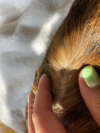 고양이 피부건조 증상, 피부건조증, 관리법_29