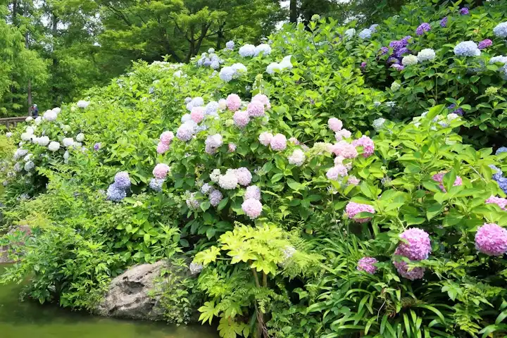 수국(아지사이) 명소 탐방