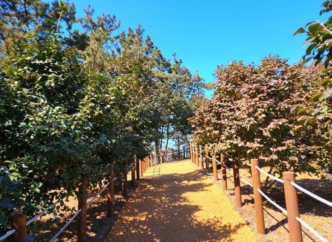 서천 가볼만한곳 베스트10 마량리 동백나무숲