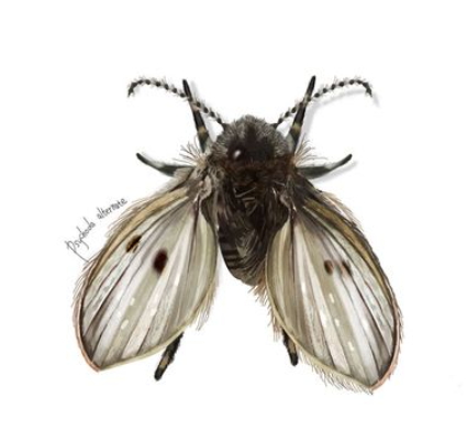 화장실 불청객 나방파리 완전박멸 꿀팁!