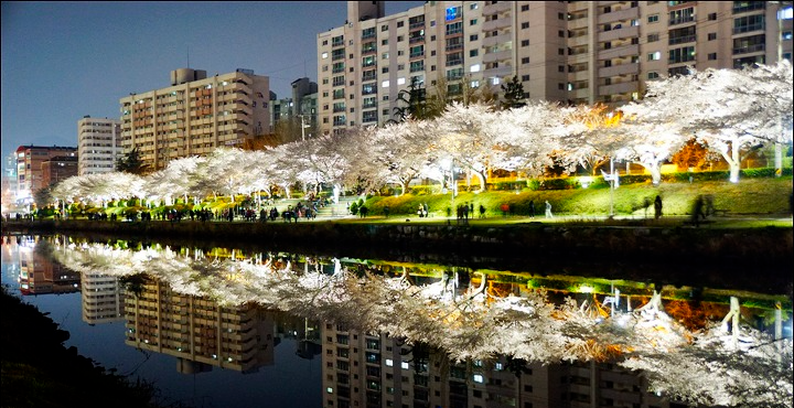 벚꽃 개화시기 2023