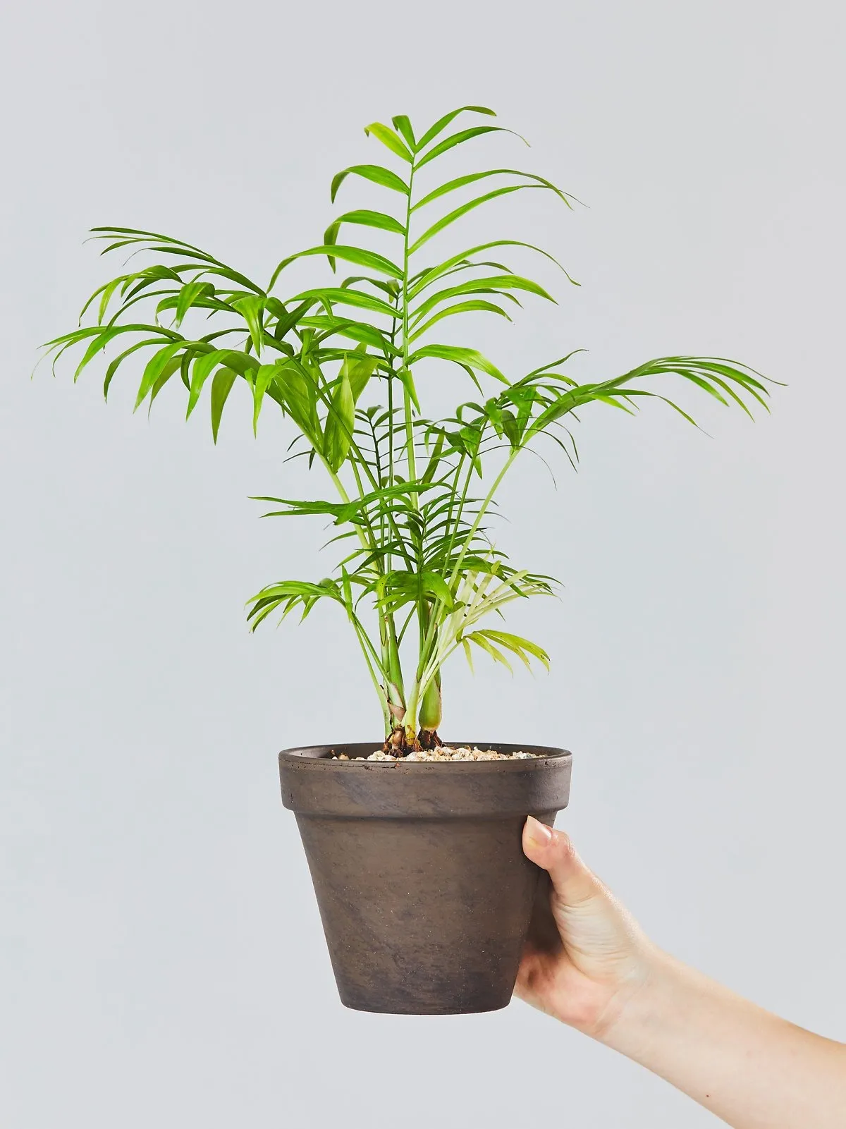 테이블야자 키우기 물주기 실내위치 통풍관리 사무실과 집 모두 적용_2