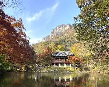 내장산 단풍_7