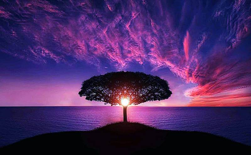 넓은-바다와-나무한그루-그리고-노을진-모습