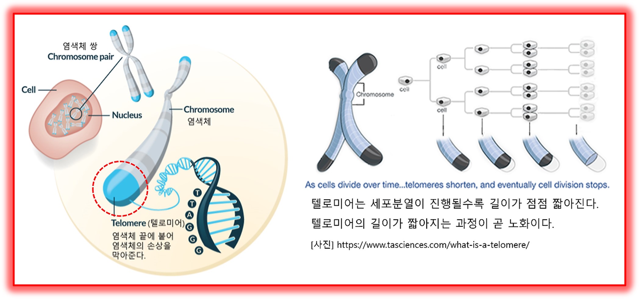 안티에이징생활