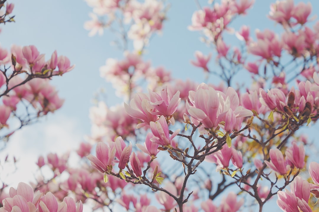 Magnolia