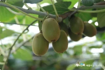 키위 재배 수분 수정 덩굴 유인 월동 대비_11