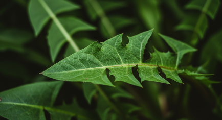 민들레 잎(Dandelion greens)