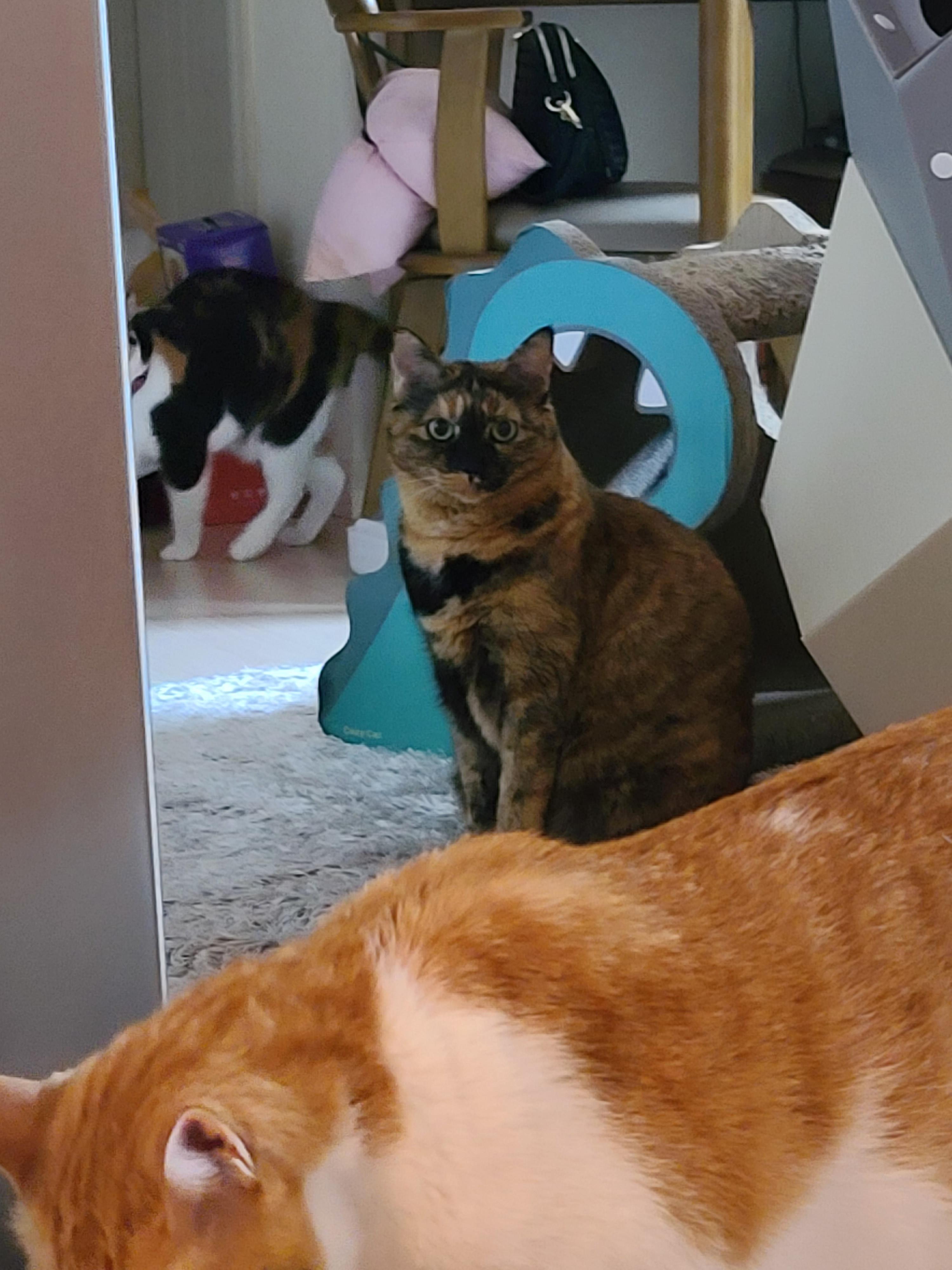 아이들의 호기심을 자극하는 장난감이 택배에 딸려왔다!