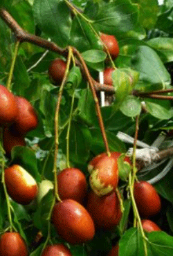 나무에달린-갈색-푸른색-대추