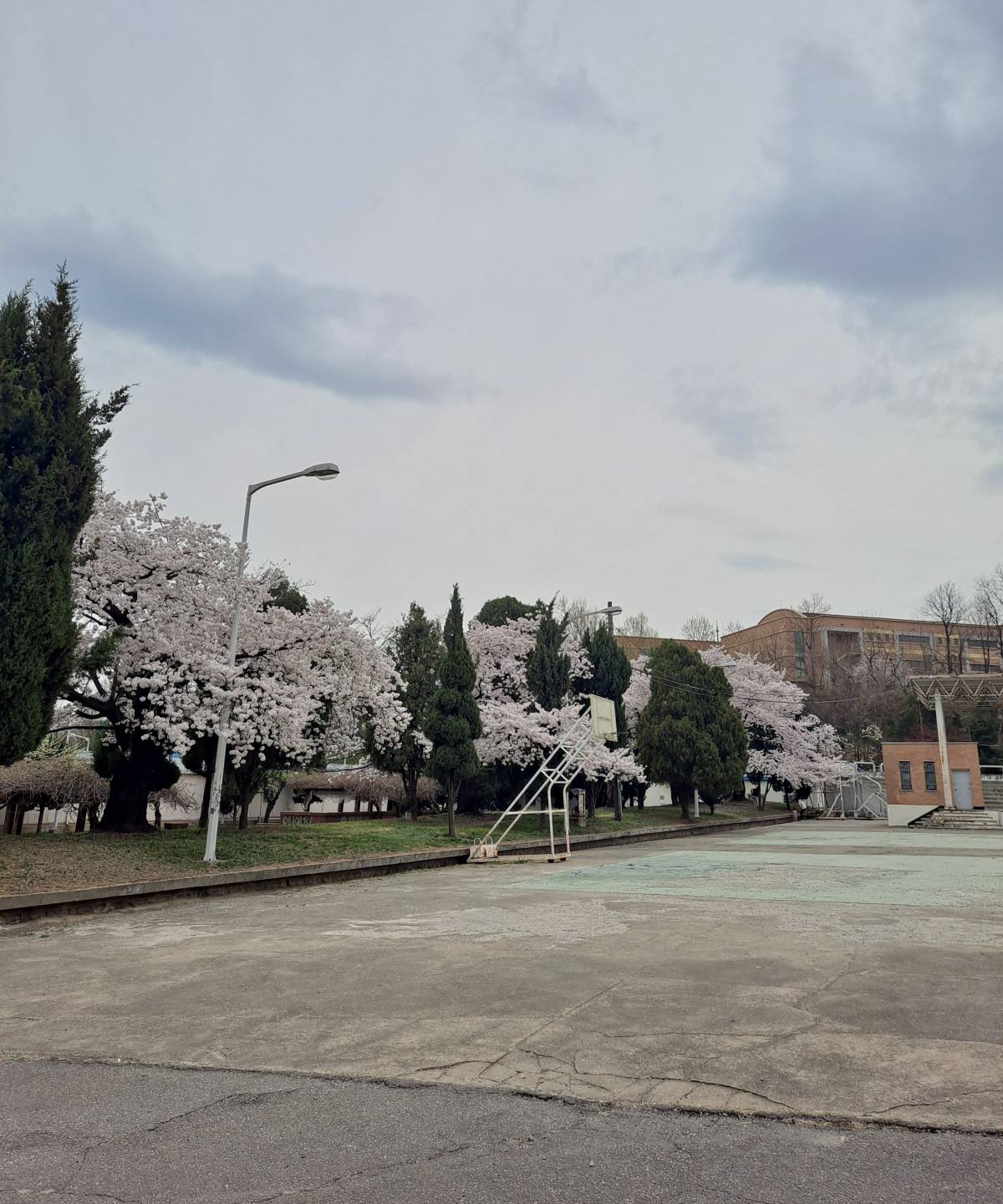 운동장 벚나무들