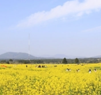 전국 벚꽃 봄꽃 축제 추천 Best 5
