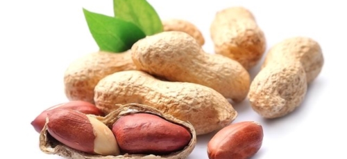 땅콩 이미지