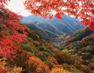 2025 내장산 단풍 절정시기 & 난이도별 등산코스 TOP 5 완벽 정리