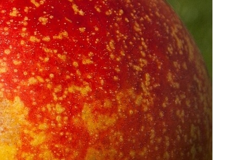 천도복숭아효능