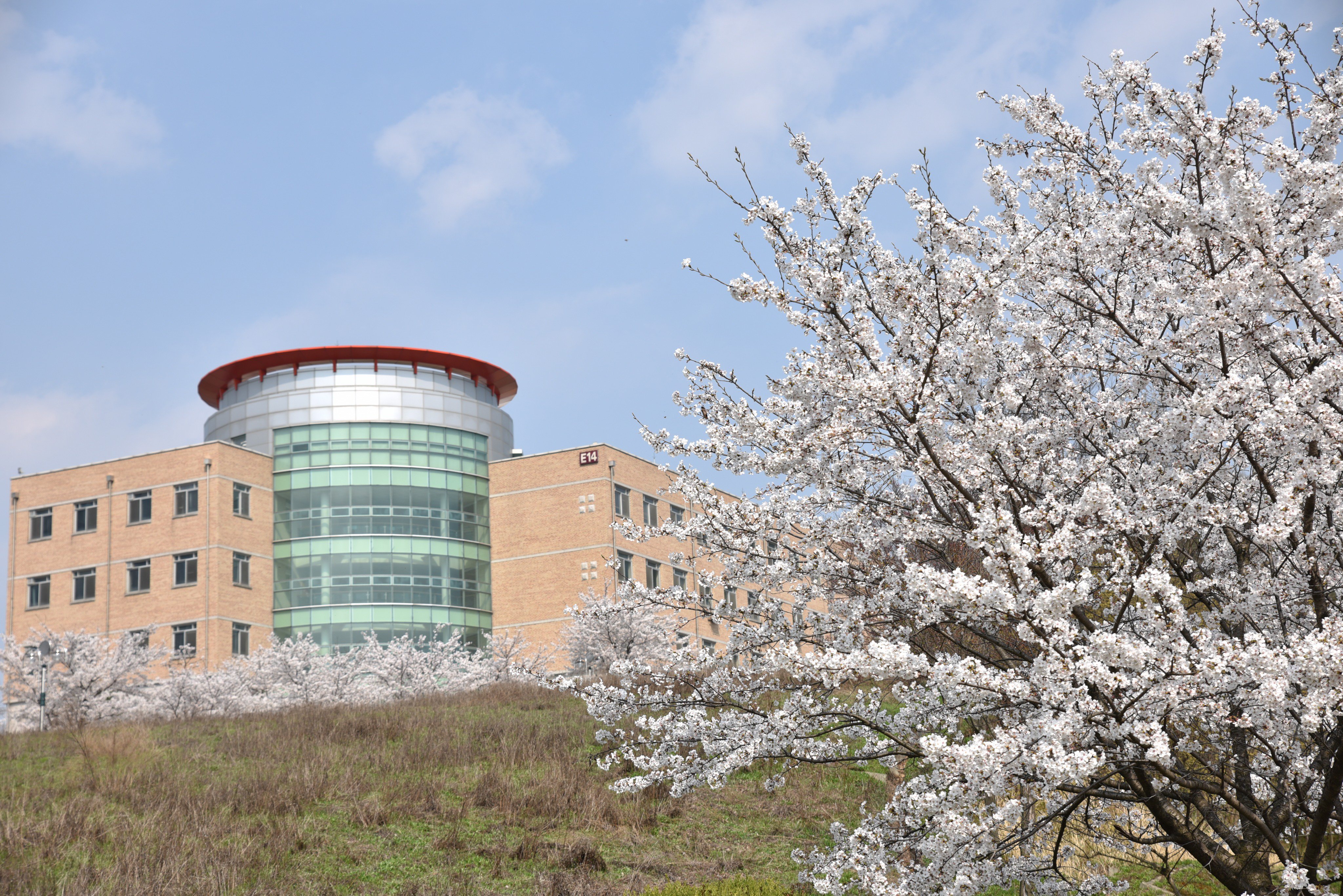 2024 충주호 벚꽃축제 기본정보 및 프로그램 소개