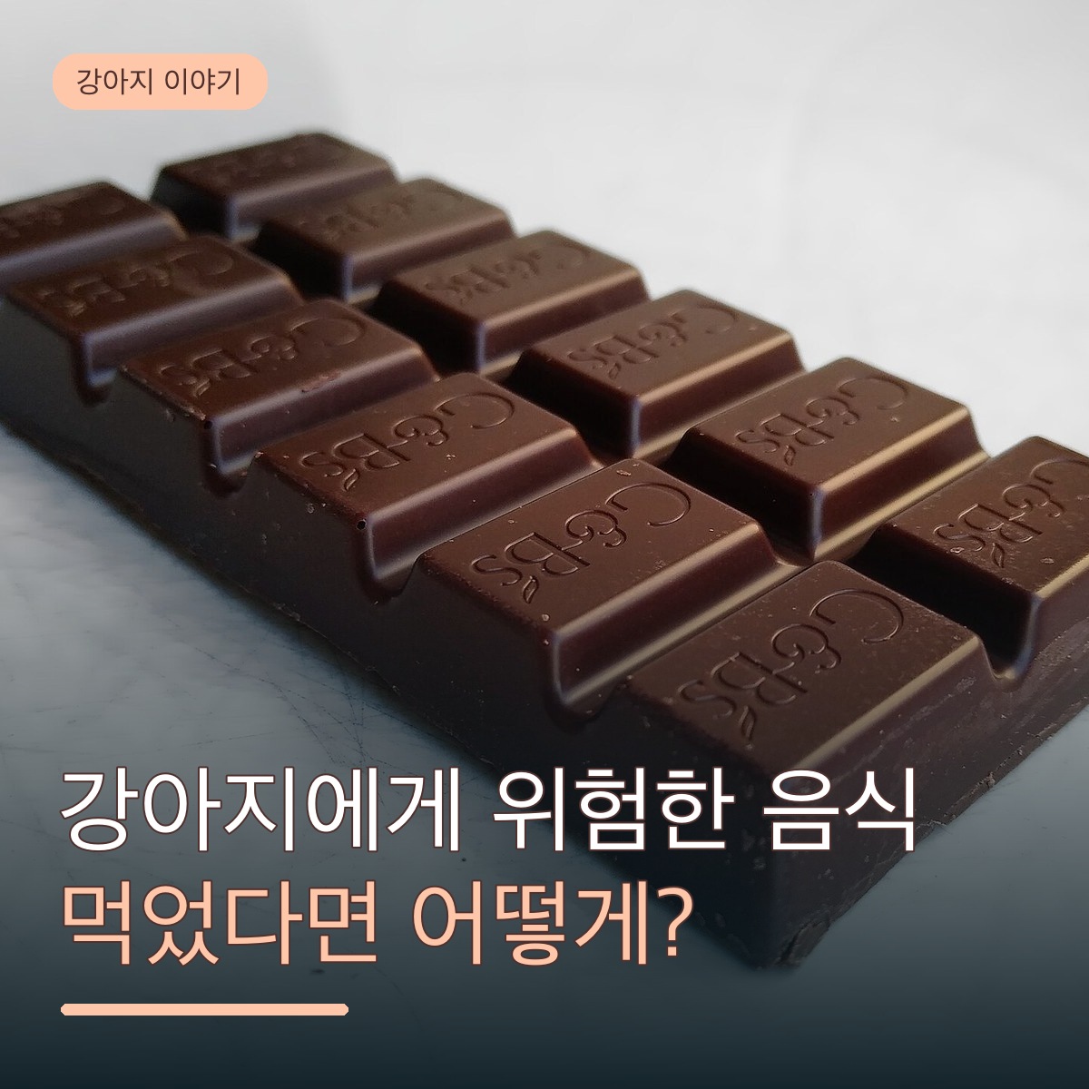 강아지가 실수로 먹으면 위험한 음식은? 종류별 이유와 먹었을 때 대처법