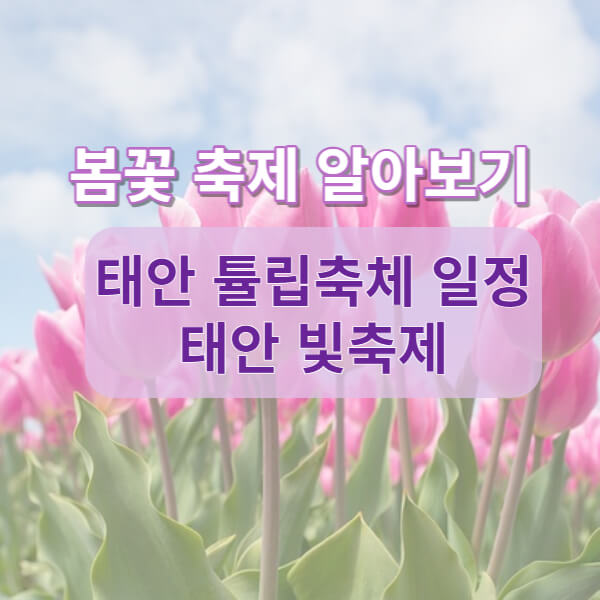 태안 튤립박람회 안내 메인화면