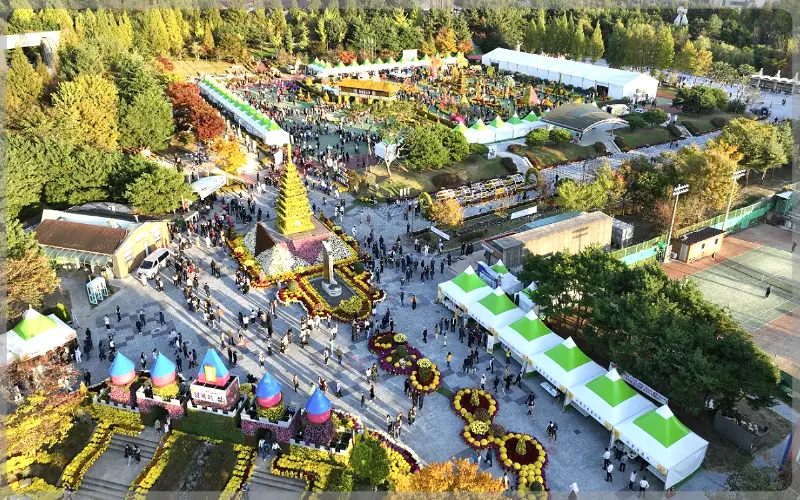 익산 천만송이 국화축제_9