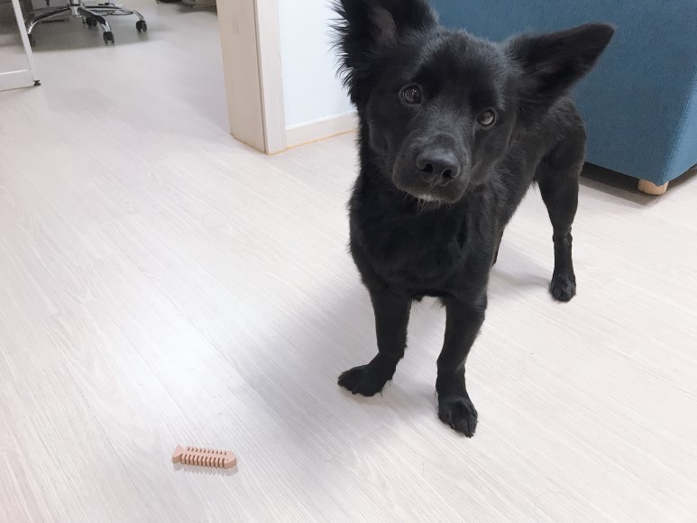 강아지 치석제거 껌 애견간식 뭐멍냥덴탈츄 추천