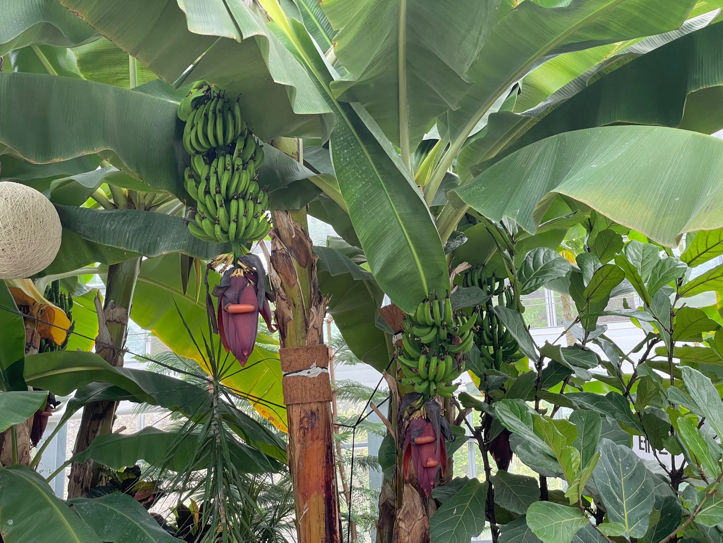 용인 자작나무숲 베툴라 대형 베이커피 카페