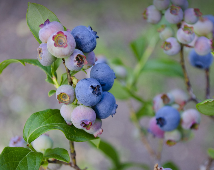블루베리의 모습