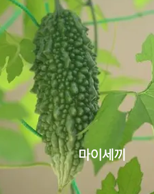 당뇨효능