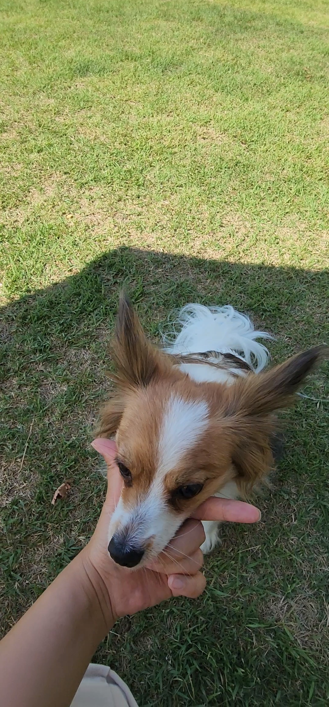 개인기하는 댕댕이
