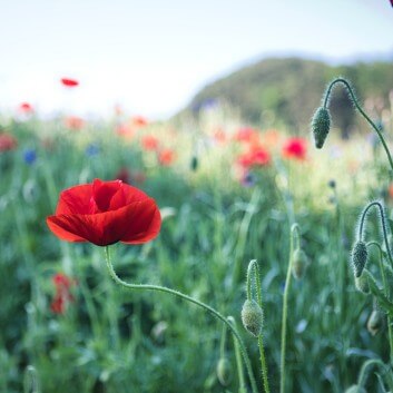 양귀비 파종시기