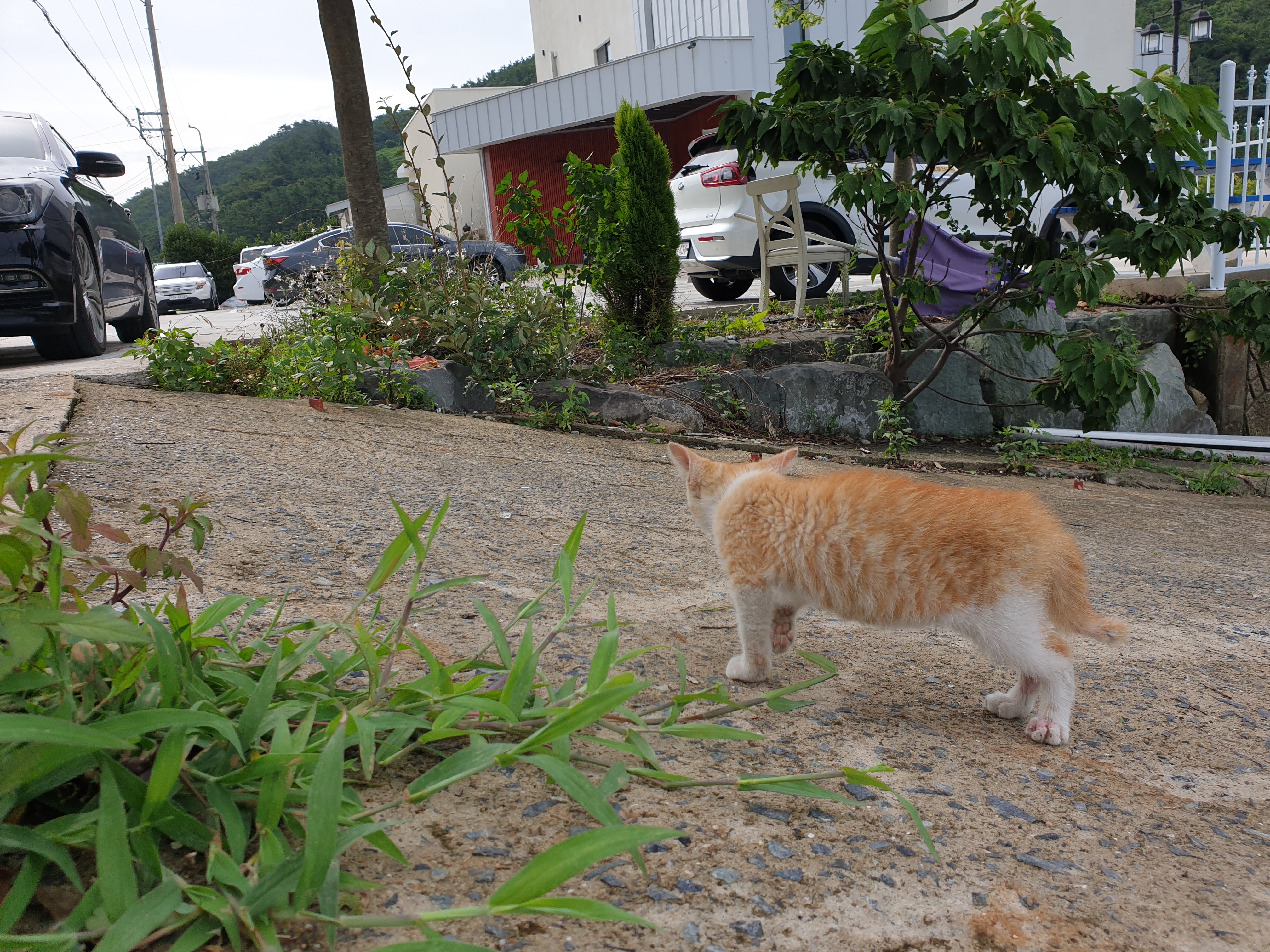 길고양이와 교감하는 사진