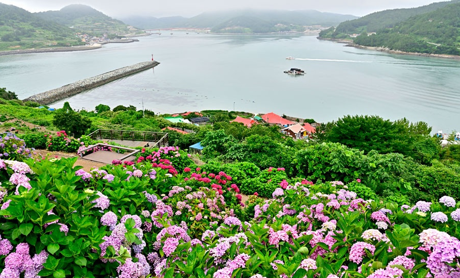 해안가에 넓게 피어난 고흥 쑥섬 수국의 모습