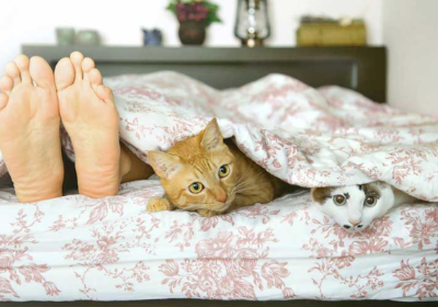 고양이의 다두 사육을 이미지화하는 이미지