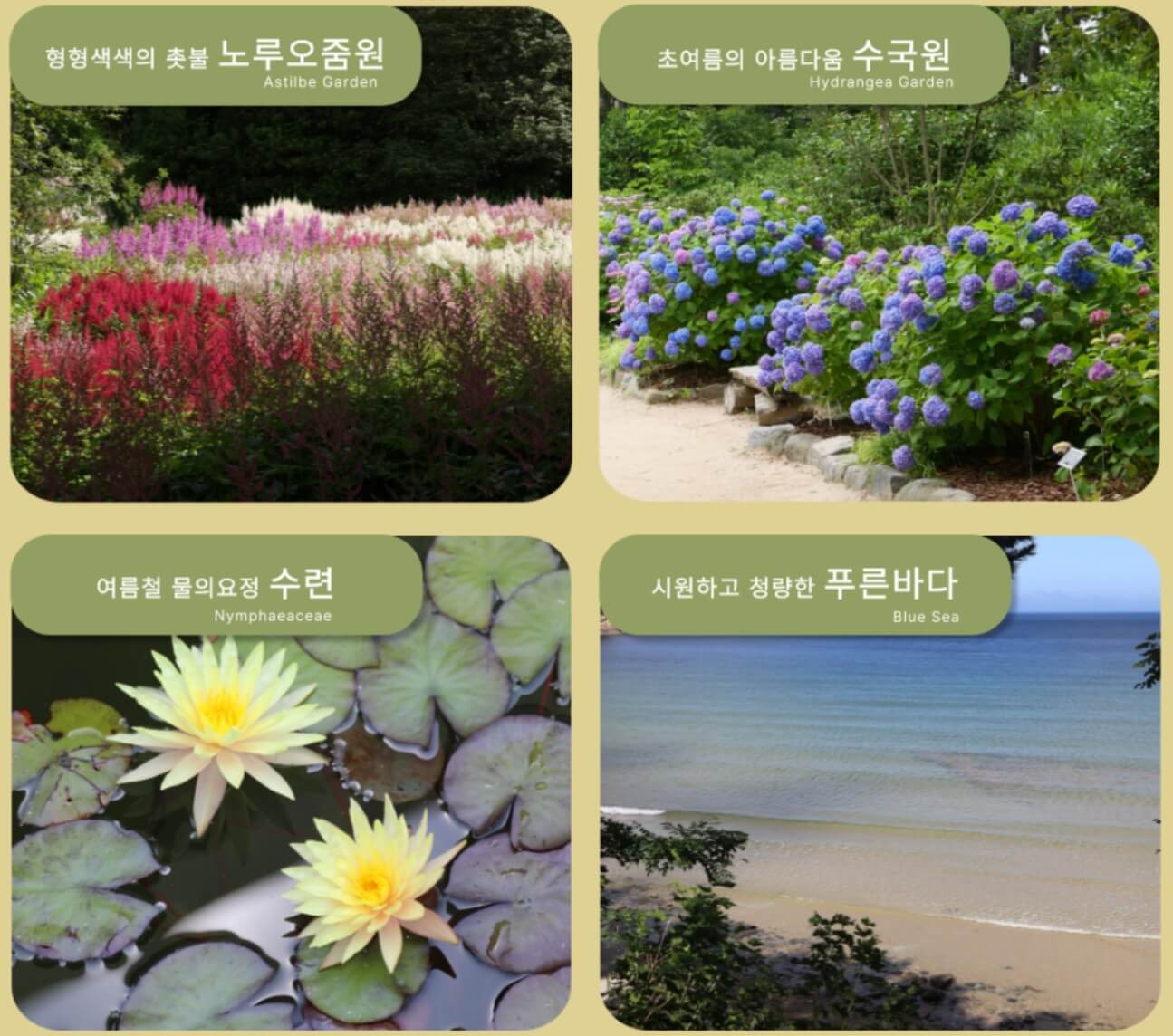 천리포수목원-꽃들2