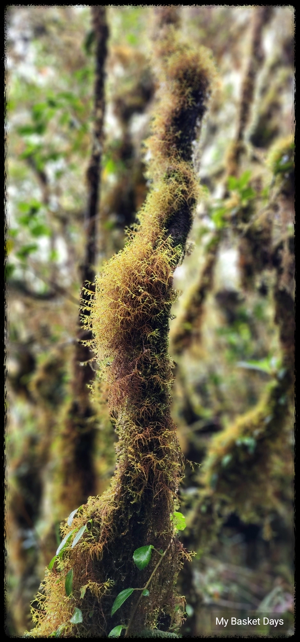 Close-up of tree branch covered in brown moss&amp;#44; showing nature&rsquo;s quiet aging