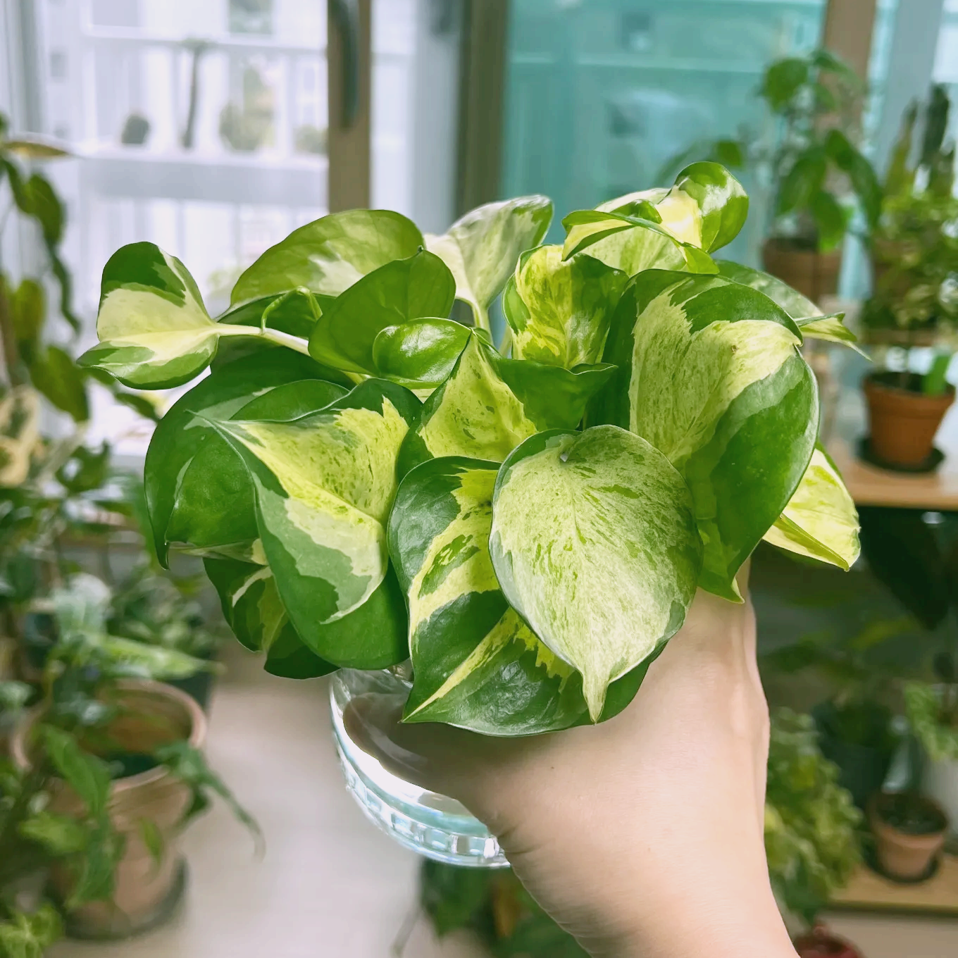 키우기 쉬운 식물