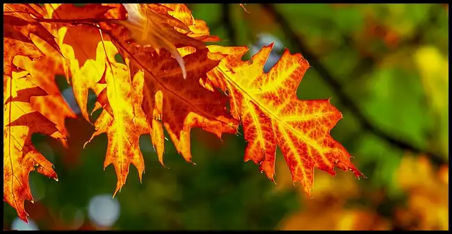 2024 내장산 단풍축제 기간 (국립공원)